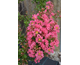 Lagerstroemia indica Tuskegee