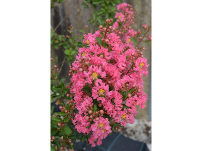 Lagerstroemia indica