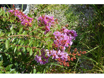 Lagerstroemia indica