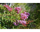 Lagerstroemia indica Viola Repens