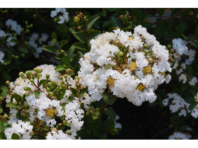 Lagerstroemia indica