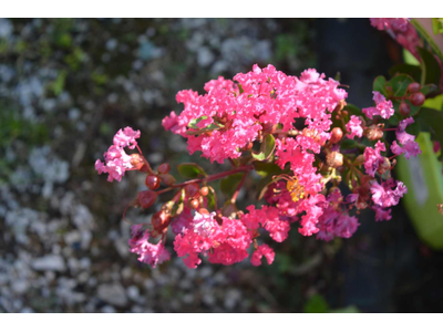 Lagerstroemia indica