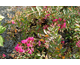Lagerstroemia indica World's Fair