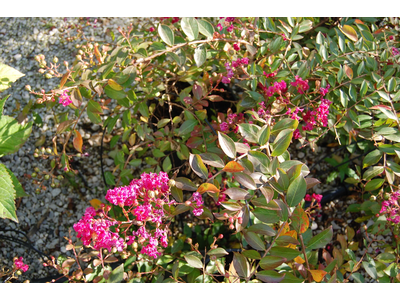 Lagerstroemia indica
