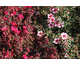 Leptospermum scoparium 