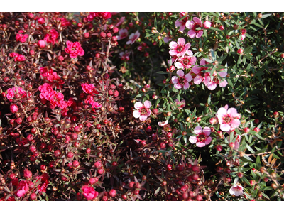 Leptospermum scoparium