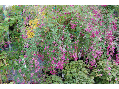 Lespedeza thunbergii (Desmodium penduliflorum)