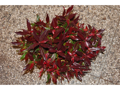 Leucothoe axillaris