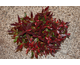 Leucothoe axillaris Red Lips