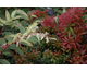 Leucothoe fontanesiana Rainbow