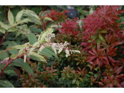 Leucothoe fontanesiana