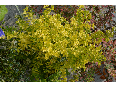 Ligustrum ovalifolium