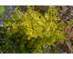 Ligustrum ovalifolium Lemon and Lime