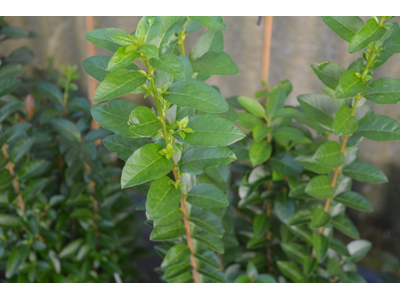 Ligustrum ovalifolium