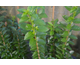 Ligustrum ovalifolium Green Diamond ®