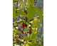 Lindera benzoin None
