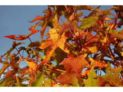 Liquidambar styraciflua