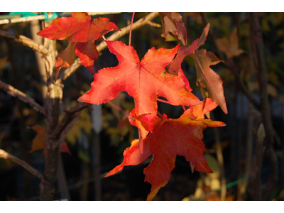 Liquidambar styraciflua