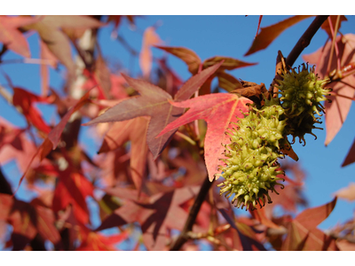 Liquidambar styraciflua