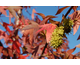 Liquidambar styraciflua