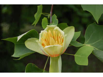 Liriodendron tulipifera