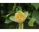 Liriodendron tulipifera 