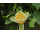 Liriodendron tulipifera