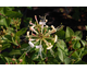 Lonicera Honey Baby