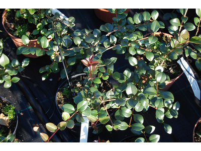 Lonicera crassifolia