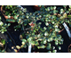Lonicera crassifolia 