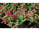 Lonicera tatarica Hack's Red