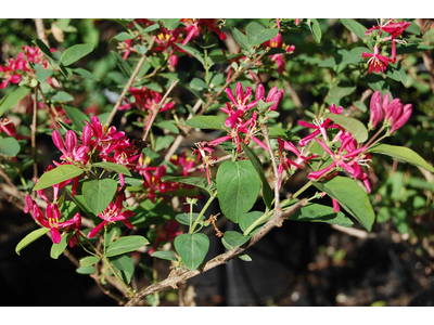 Lonicera tatarica