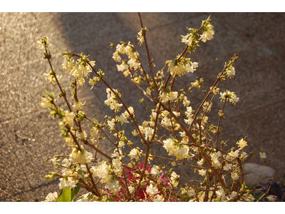 Lonicera x purpusii