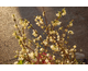 Lonicera x purpusii 