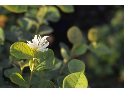 Loropetalum chinense