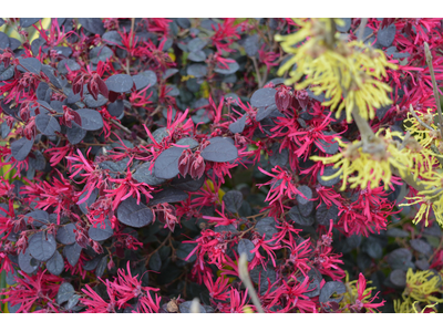 Loropetalum chinense