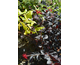 Loropetalum chinense Ever Red ®