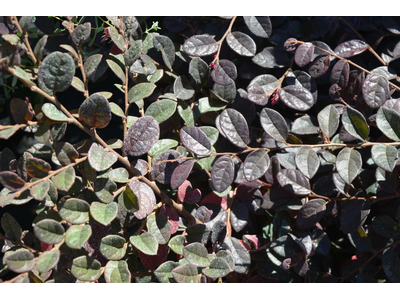 Loropetalum chinense