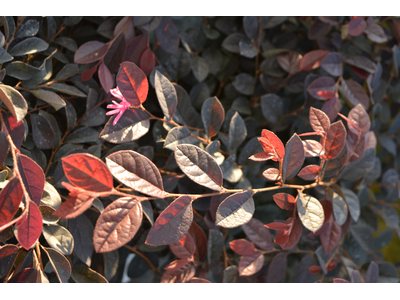 Loropetalum chinense
