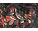 Loropetalum chinense Oxy Pinky