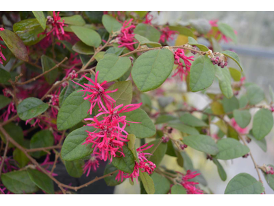 Loropetalum chinense