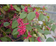 Loropetalum chinense