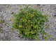 Loropetalum chinense Carolina Moonlight