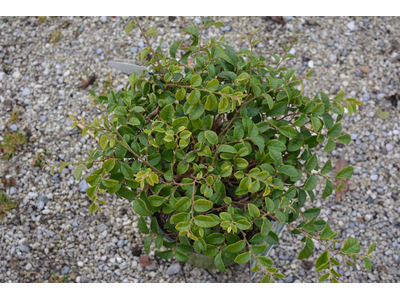 Loropetalum chinense