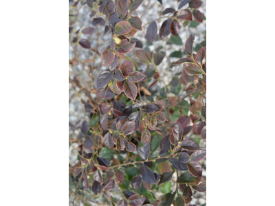 Loropetalum chinense