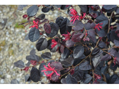 Loropetalum chinense