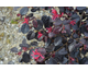 Loropetalum chinense Rouge de la Majorie
