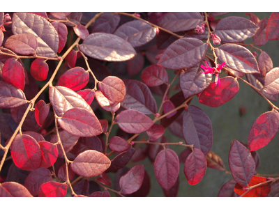 Loropetalum chinense