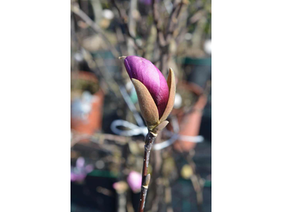 Magnolia