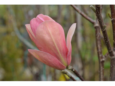 Magnolia